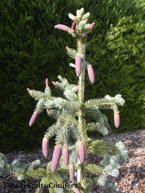 Picea asperata 'China Blue'